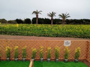 街ガチャ in 渥美半島10の写真